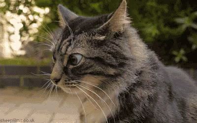 Huh Shifty GIF - Huh Shifty Cats - Discover & Share GIFs