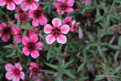 "New Zealand Tea Tree Flowers" Photographic Prints by Janece Moment ...