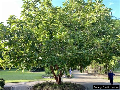 Buy Elephant Apple Fruit Tree - Dillenia indica