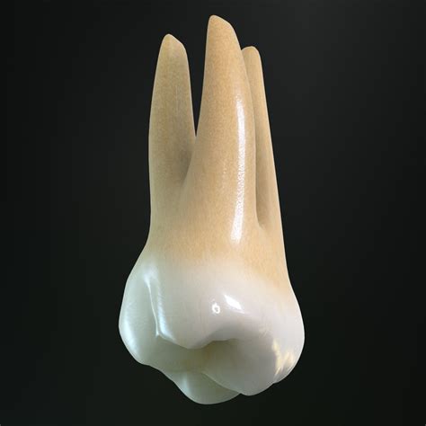 tooth upper molar 3d model