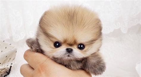Brown teacup Pomeranian puppy #CutenessOverload #pomeranian # ...