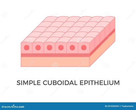 Simple Cuboidal Epithelium. Epithelial Tissue Types. Cartoon Vector | CartoonDealer.com #294616893