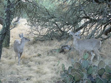 Ravings of a Wanderer: Big Bend wildlife