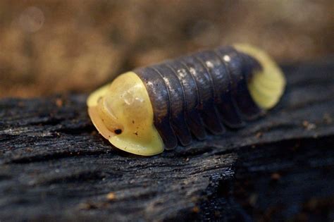 rubber duckie isopods | Rubber ducky, Pill bug, Ducky