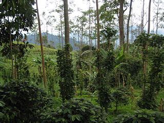 File:Coffee farm in Colombia.jpg - Wikimedia Commons