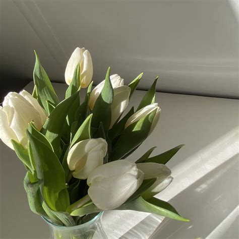 White tulips | White tulips, Tulips, Spring vibes