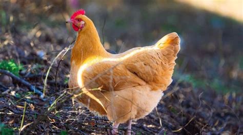 10 of the Best Chicken Breeds for Eggs