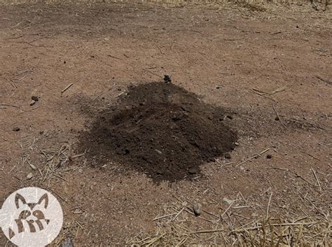 A Moles Anatomy & Feeding Habits - Wildlife Removal Services in Scottsdale AZ | Critter Evictors