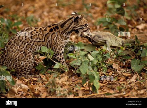 Mammal Ocelot Ocelot and Iguana Stock Photo: 953380 - Alamy