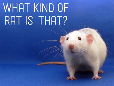 Rats and Their Types, Colors, and Patterns | PetHelpful