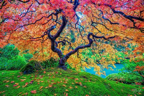 Where is Peter Lik’s Tree of Life Located? The Portland Japanese Garden ...