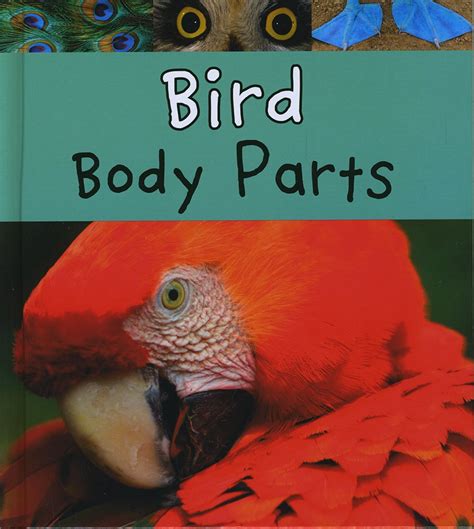 Bird Body Parts (Read and Learn: Animal Body Parts): Clare Lewis ...