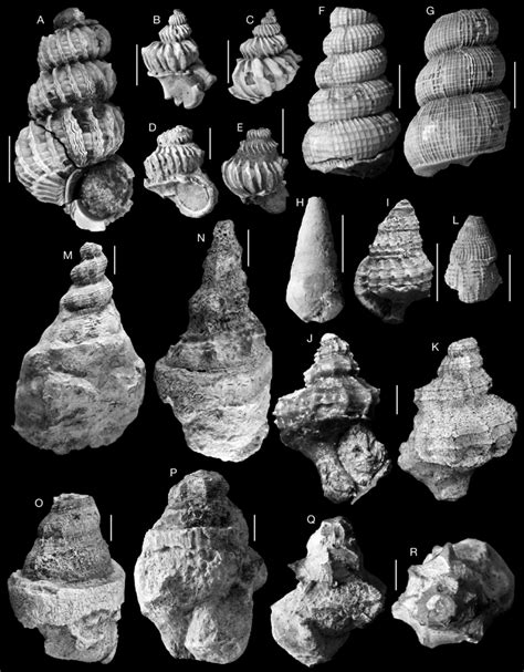 -Fossils of gastropods from the Eocene (Bartonian-?Priabonian) marly... | Download Scientific ...