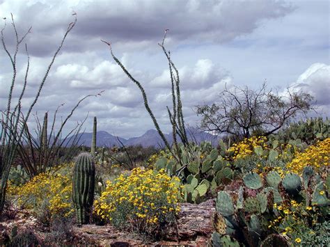 Arizona Desert Museum near Tucson AZ in early spring. [OC] [2048x1536] : r/EarthPorn