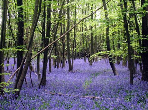 Enchanted forests carpeted in beautiful Bluebells (15 pictures) | memolition