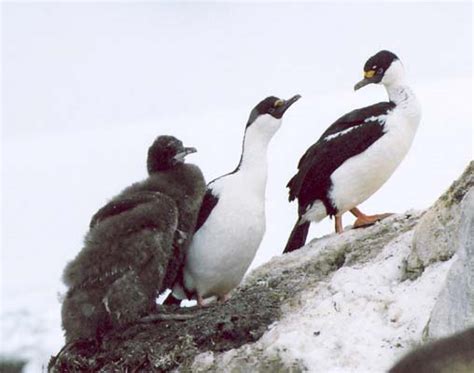 Antarctic Birds