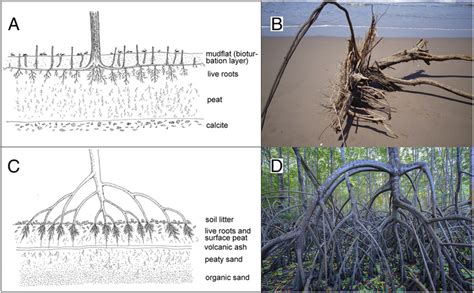 Sub Tropical Root System