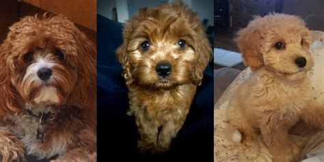 Cavapoo breeders in the UK - Cavapoo World