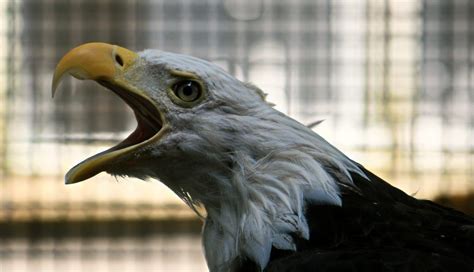 Bald Eagles are Nesting! Bald Eagles are Nesting! - Shaver’s Creek Environmental Center