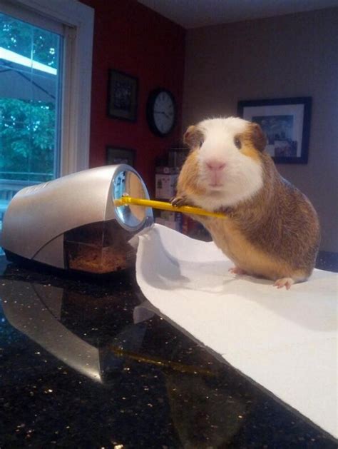 'Stuff My Guinea Pig Does' Is An Adorable, Funny Set Of Photos (PICTURES)