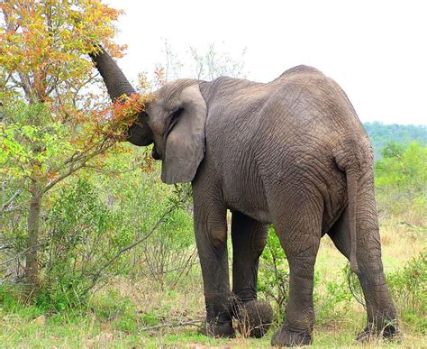 African Bush Elephants on the move in Kruger National Park