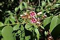 Category:Averrhoa carambola (flowers) - Wikimedia Commons