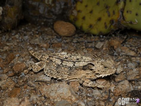 Regal Horned Lizard, Arizona