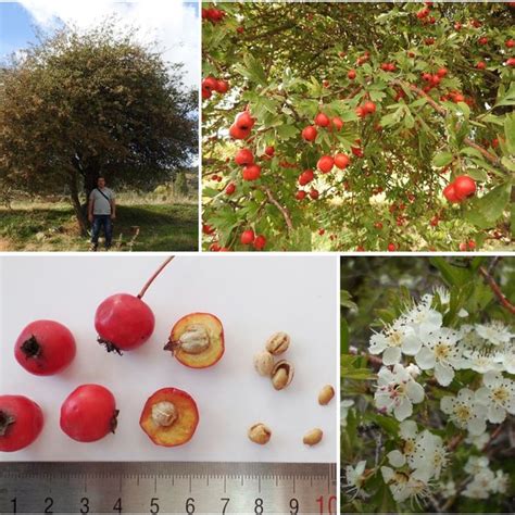 Seedlings propagated from Hawthorn seeds. | Download Scientific Diagram