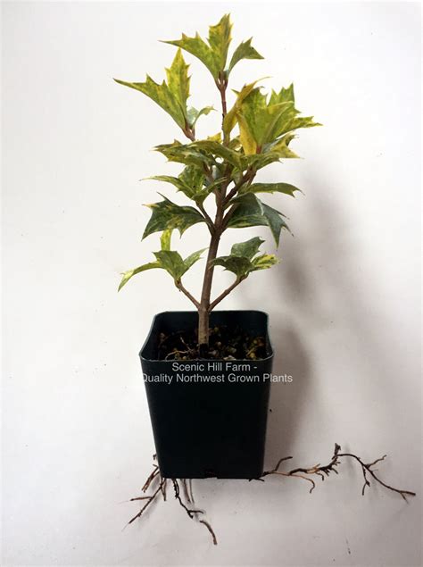 Osmanthus heterophyllus 'Goshiki' - Scenic Hill Farm Nursery