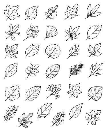 Top 10 leaf drawing ideas and inspiration