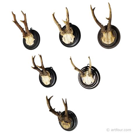 A set of six antique Black Forest hunting trophies from Germany ...