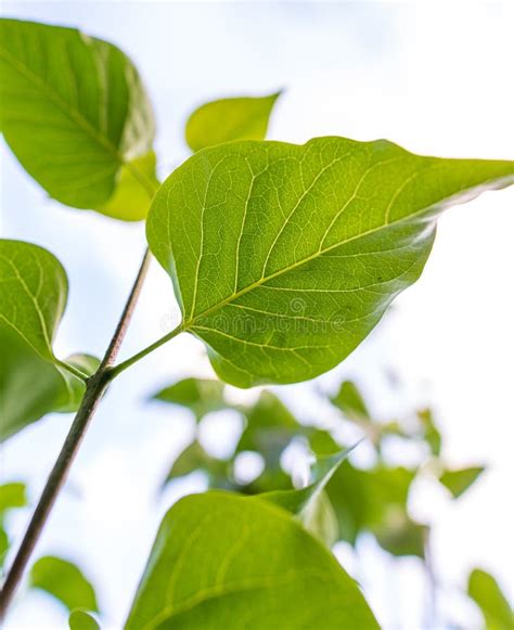 Beautiful Green Leaves on a Tree Branch Stock Photo - Image of forest, branch: 139796564