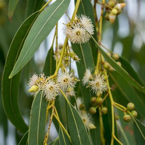 Eucalyptus globulus