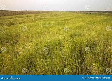 Mediterranean Native Vegetation Stock Photo - Image of flora, endemic ...