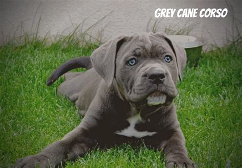 Grey Cane Corso – Things You Need to Know