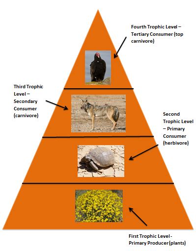 Desert Food Pyramid