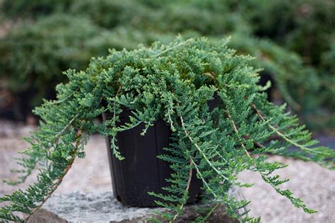 Blue Rug Juniper | Firehouse Nursery