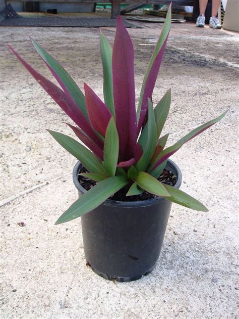 Rhoeo discolor Compacta | Wholesale Nursery - Nurseries in Melbourne ...