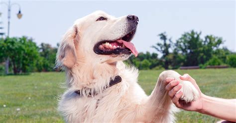 What Are The Safest Dog Breeds