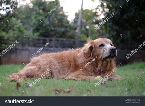 Golden Retriever Play Ball Stock Photo 400891972 | Shutterstock