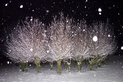 Trees Night Snow Winter Free Stock Photo - Public Domain Pictures