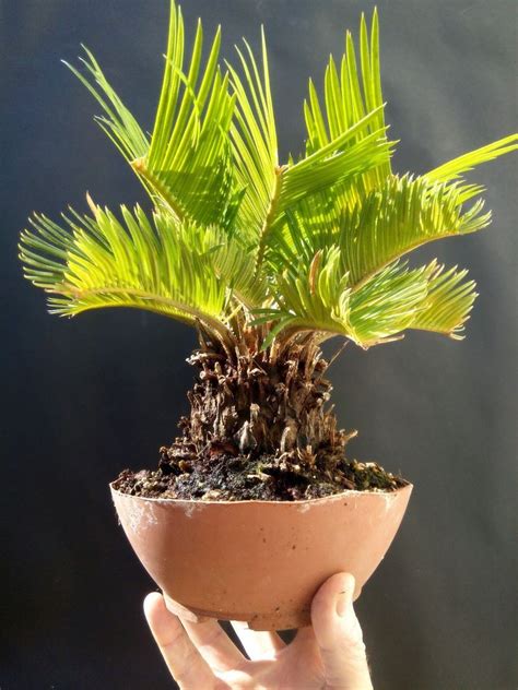 Giant Cycas revoluta Bonsai Japanese sago palm 20 years old Plant (With ...