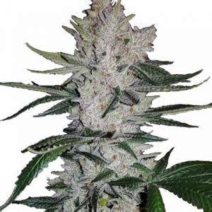 GG4 Feminized Seeds - Seed Connector