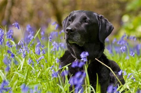 Photo of black Labrador Retriever HD wallpaper | Wallpaper Flare