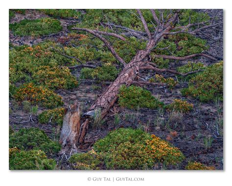 Arboreal Stories: Ponderosa Pines (Color) — Guy Tal | Photographer, Author