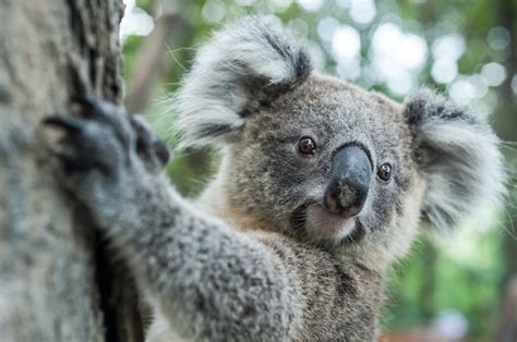 Premium Photo | Australian koala sit on tree, exotic iconic aussie mammal animal in lush jungle ...