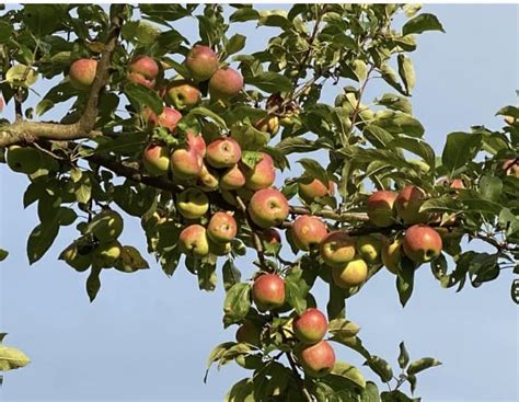 Apple Picking at Douglas Orchard & Farm [09/01/24]