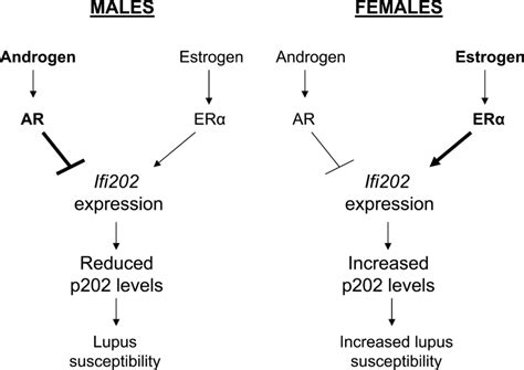 Differential regulation of Ifi202 expression by sex hormones in male ...