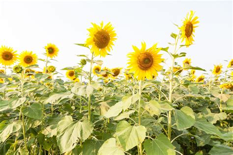 Sunflowers on a sunflower farm 1961149 Stock Photo at Vecteezy