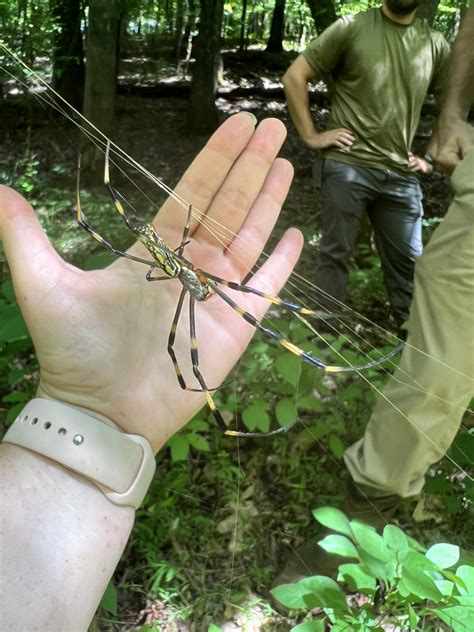 How do Joro spiders impact the ecosystem? UGA researchers hope to find ...